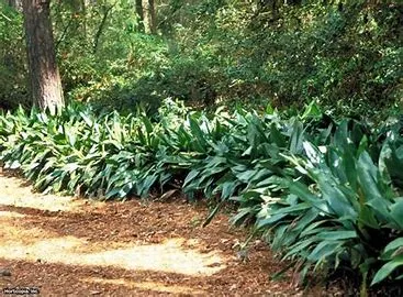 Aspidistra elatior 3g