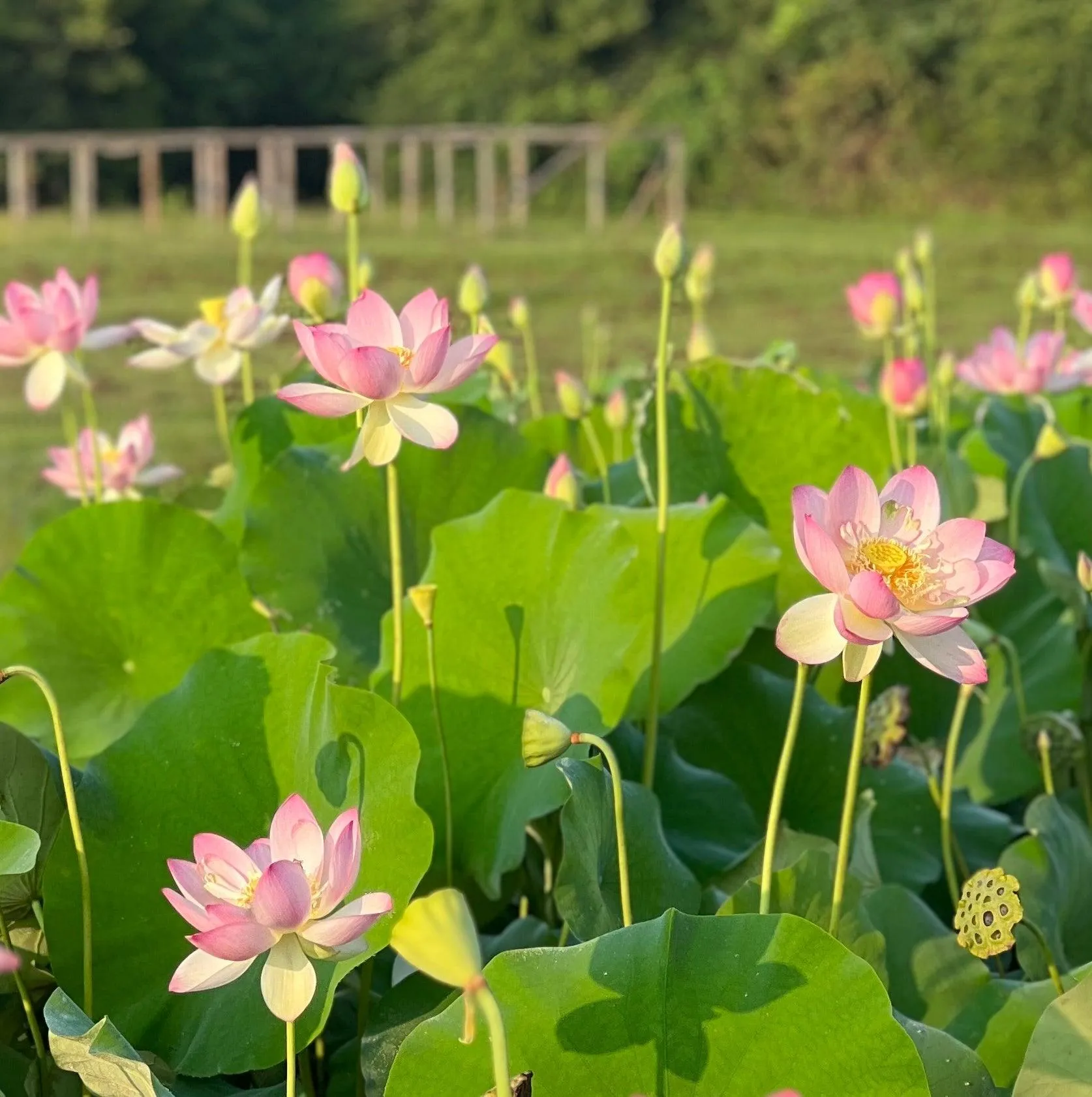 Friendship of Supervisor & Student Lotus (Bare Root)