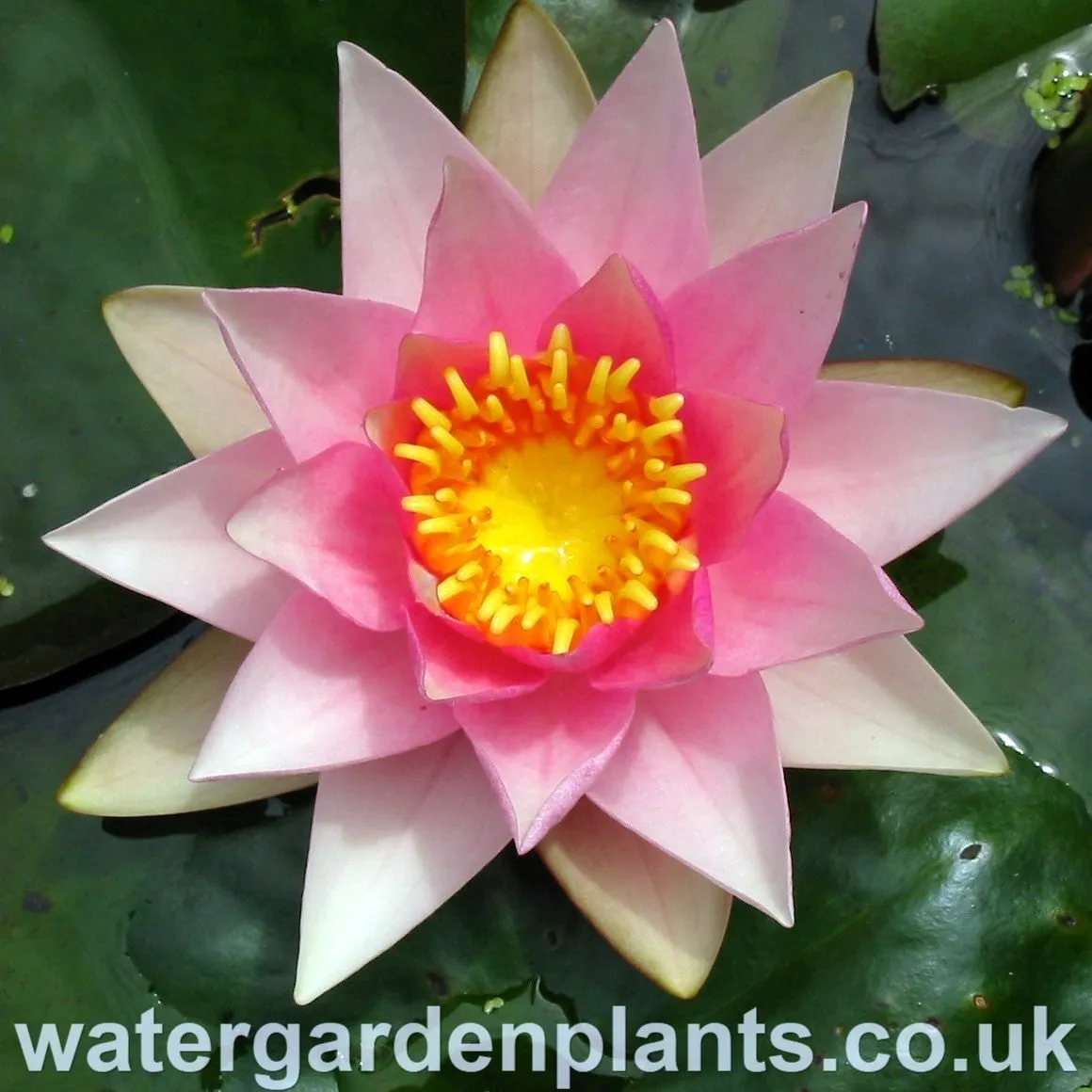 Nymphaea 'Amabilis'