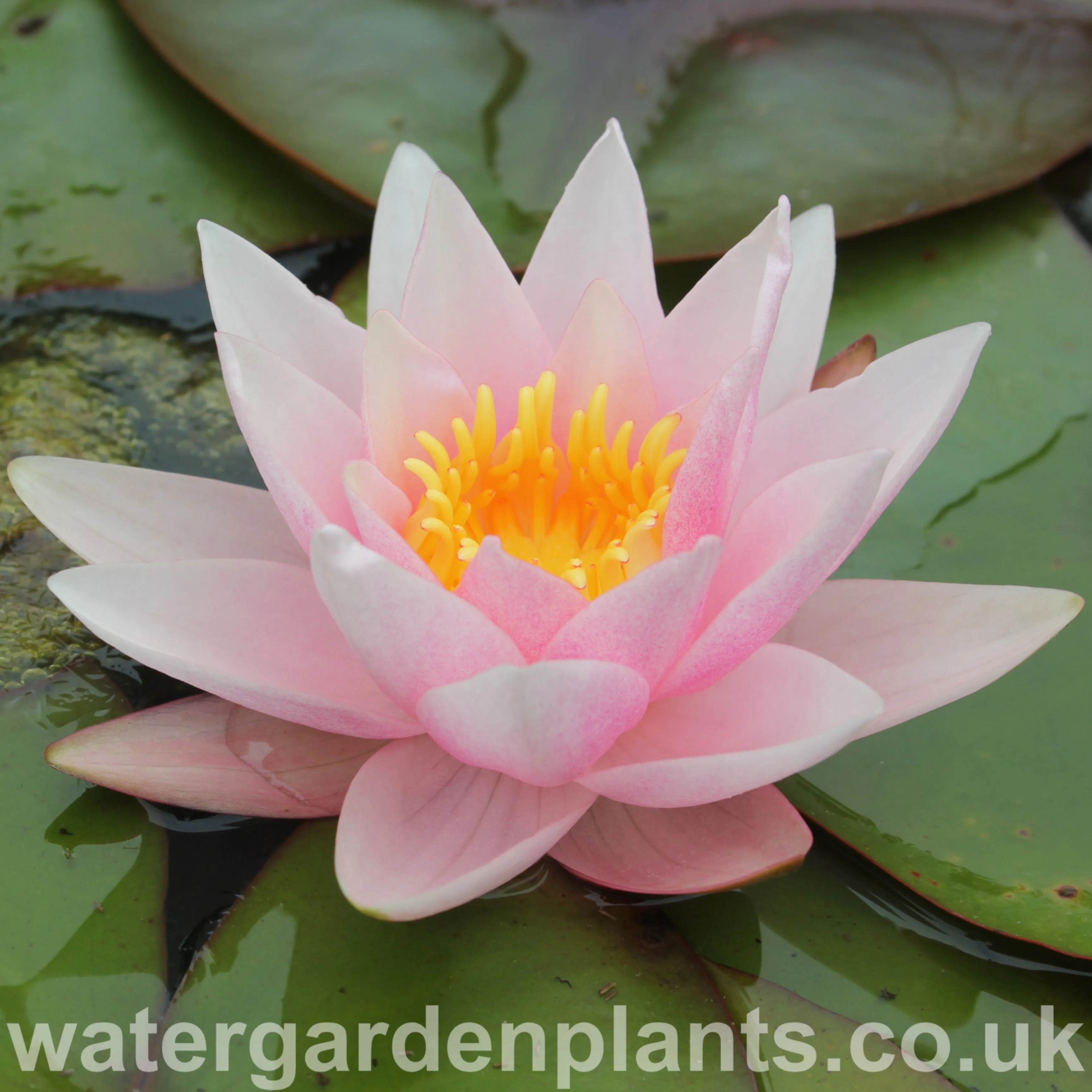 Nymphaea 'Amabilis'