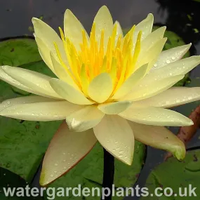 Nymphaea 'Charlene Strawn'