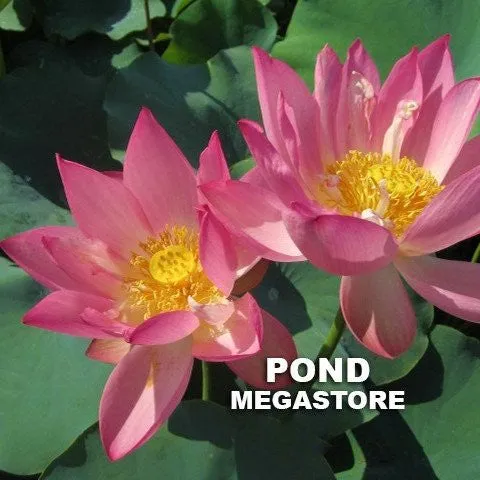 Pink Bowl Lotus (Fen Wanlian)  <br>  Cheerful and charming!