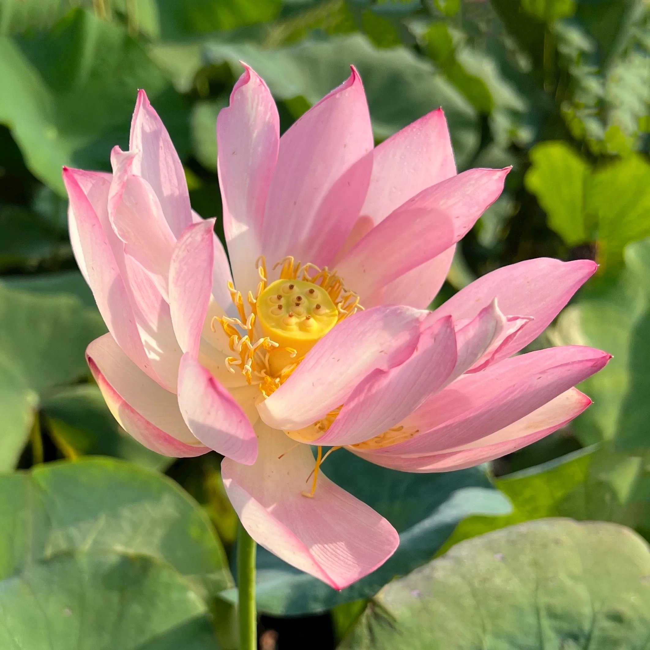 Pink Bowl Lotus (Fen Wanlian)  <br>  Cheerful and charming!