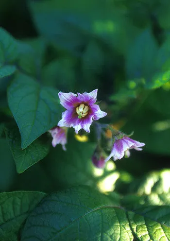 Potato - <i>Solanum tuberosum</i>