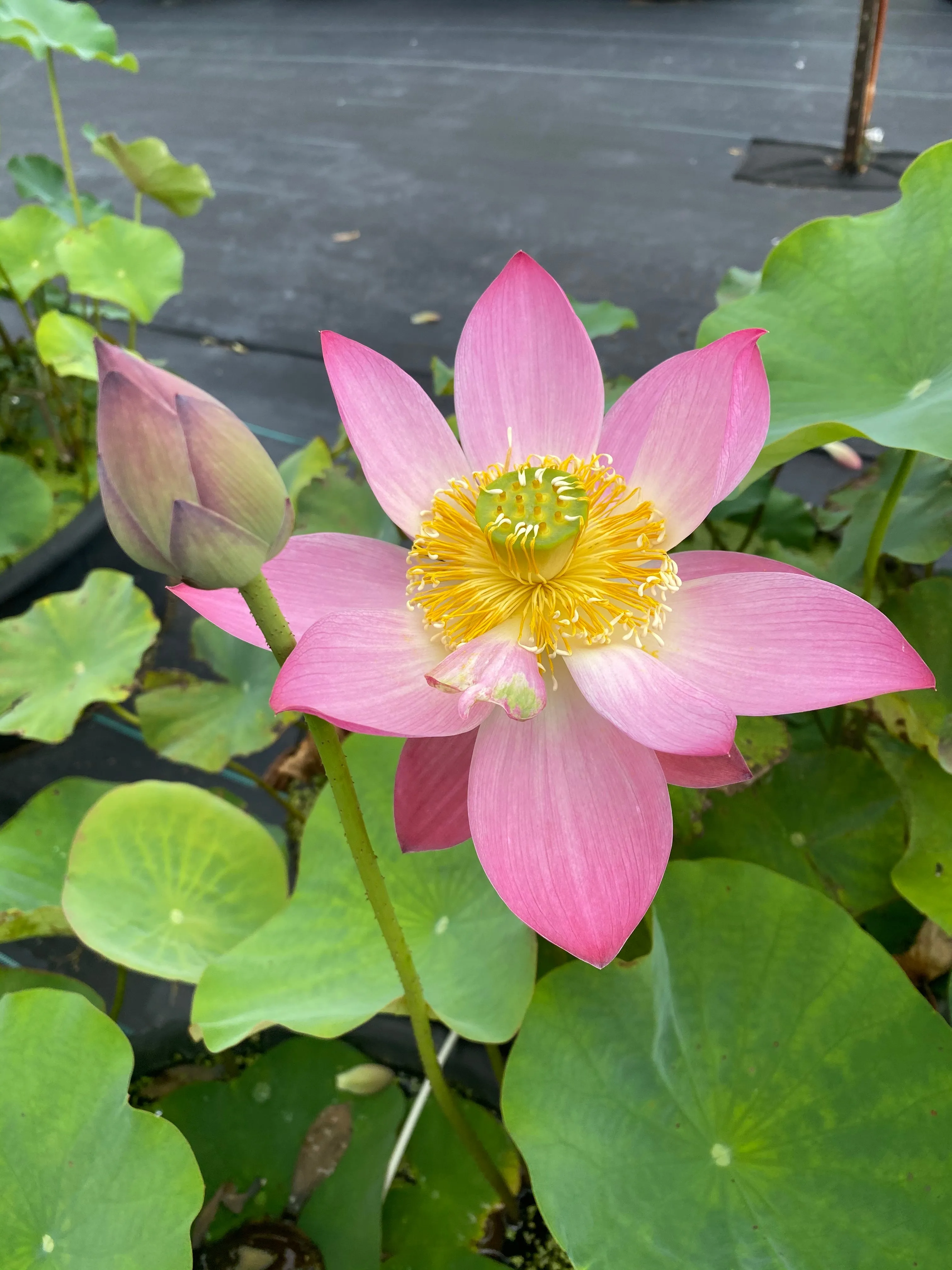 Shy Face Of A Child Lotus