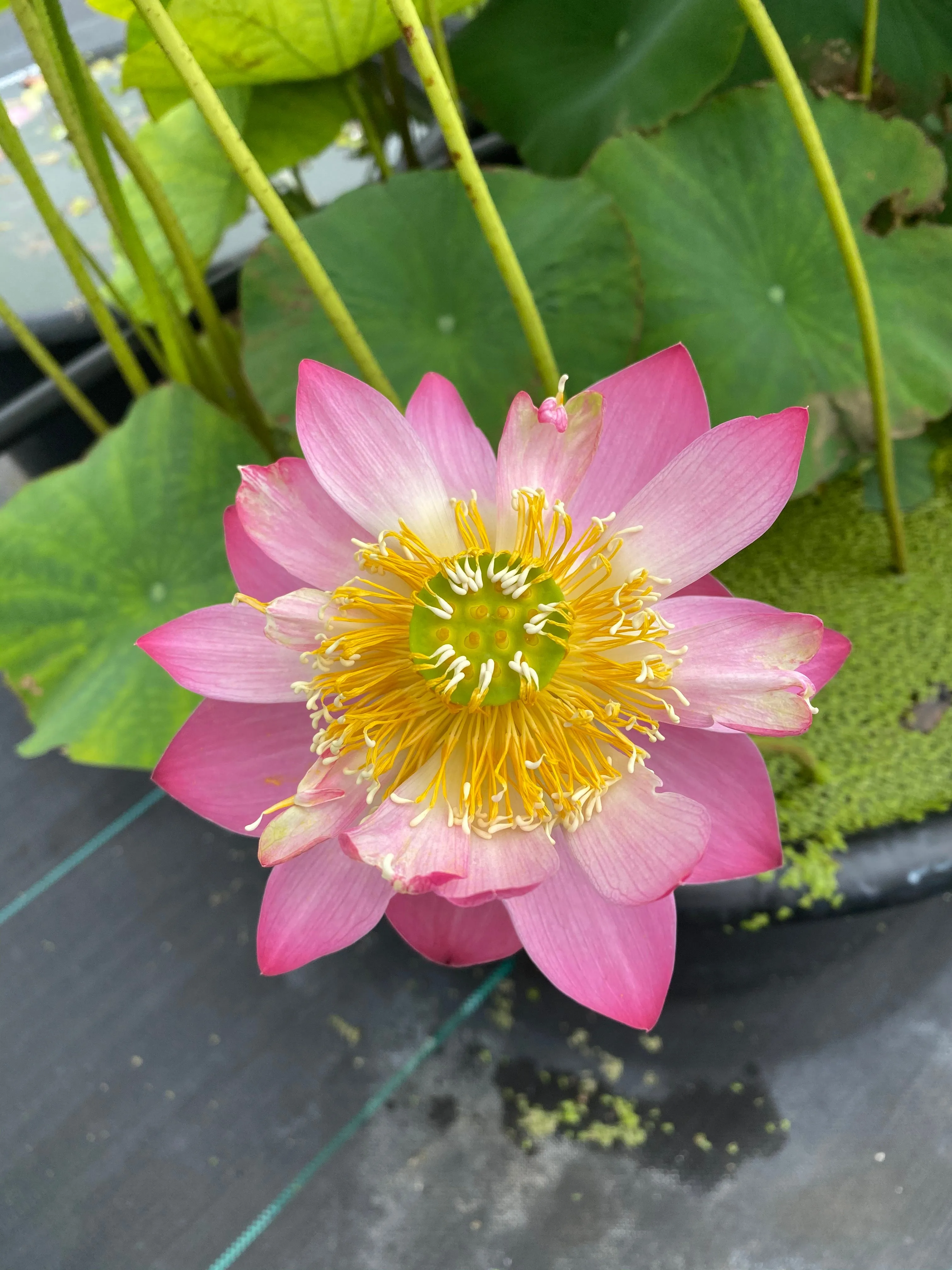 Shy Face Of A Child Lotus