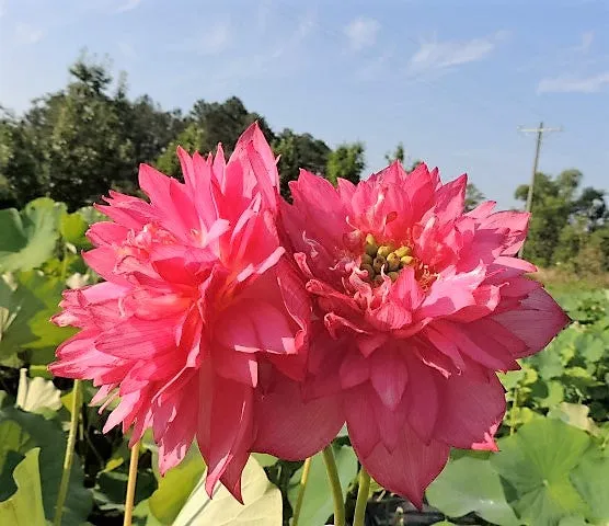 Splendors Red Lotus  <br>  Luscious, bright-pink, multi-petal blooms!