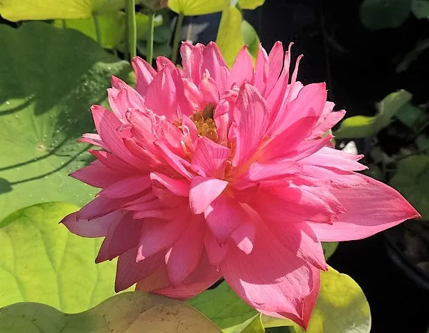 Splendors Red Lotus  <br>  Luscious, bright-pink, multi-petal blooms!