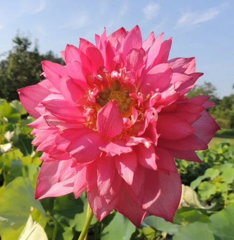 Splendors Red Lotus  <br>  Luscious, bright-pink, multi-petal blooms!